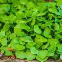 pourpier d'hiver conditionnée en sac de 200g