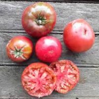tomates noires bio direct producteur Vitrolles