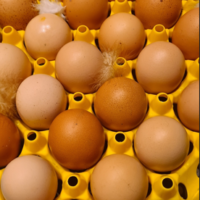Oeufs