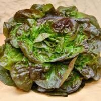 salade rougette bio direct producteur Vitrolles