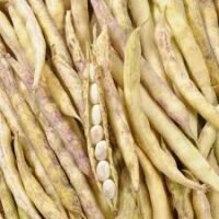 haricot coco blanc conditionnée en sac de 500g