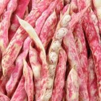 haricot coco rouge conditionnée en sac de 500g