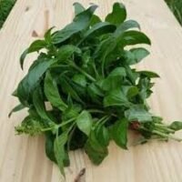bouquet de basilic vendu à l'unité