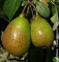 poire louise bonne conditionnée en sac de 1kg