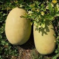 pastèque à confire vendue à la pièce 4-5kg