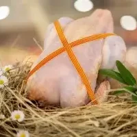 Pintade au lait - 1,8 à 2,4 kg - 24,09€/kg (Acompte de réservation)