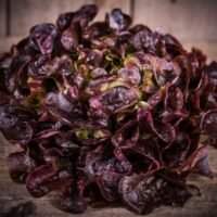 salade feuille de chêne rouge