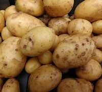pomme de terre nouvelle conditionnée en sac de 700g