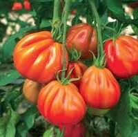 tomate aumônière côtelée conditionnée en sac de 800g