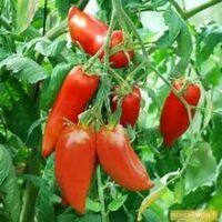 tomate andine cornue conditionnée en sac de 800g