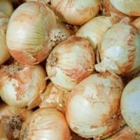 oignon de Lézignan conditionnée en sac de 700g
